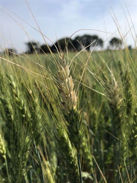 Brusone Trigo Mato Grosso Portal Embrapa