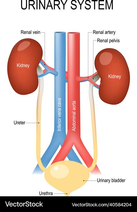 Urinsystem Anatomie Lizenzfreies Vektorbild Vectorstock