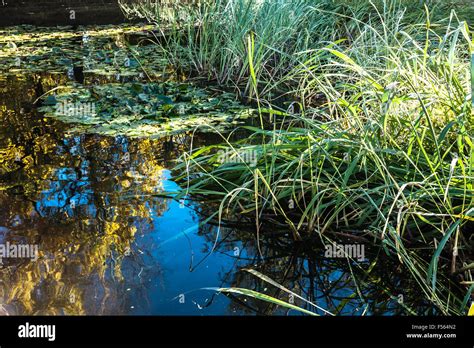 paints of an autumn pond Stock Photo - Alamy