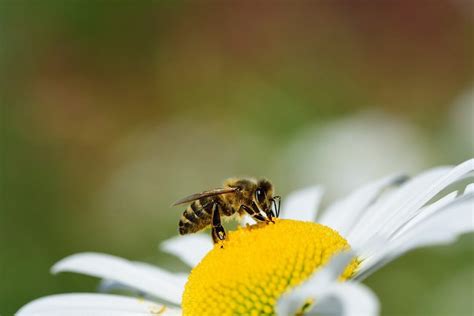 Alimentaci N De Las Abejas Apicultura Dadelos Agr Cola