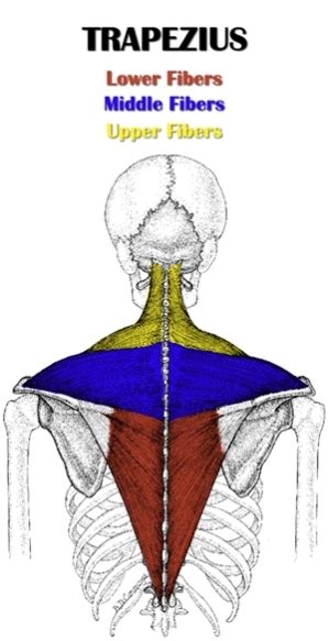 The Definitive Guide To Middle Trapezius Anatomy Exercises And Rehab