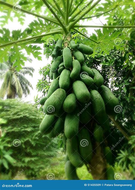 Many Papayas Stock Image Image Of Papayas Orchard Fruit 51435509