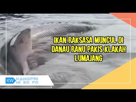 Ikan Raksasa Muncul Di Danau Ranupakis Klakah Lumajang YouTube