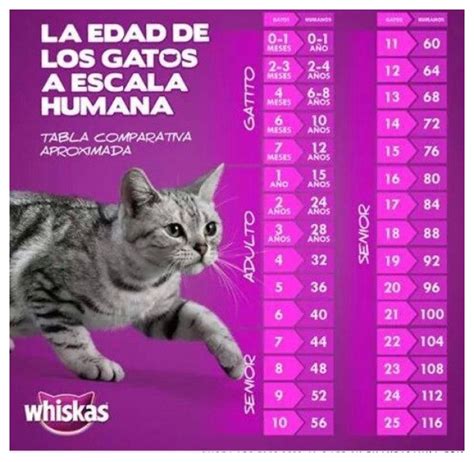 Edad De Los Gatos En Humanos Calcula La Edad De Tu Michi La Mega