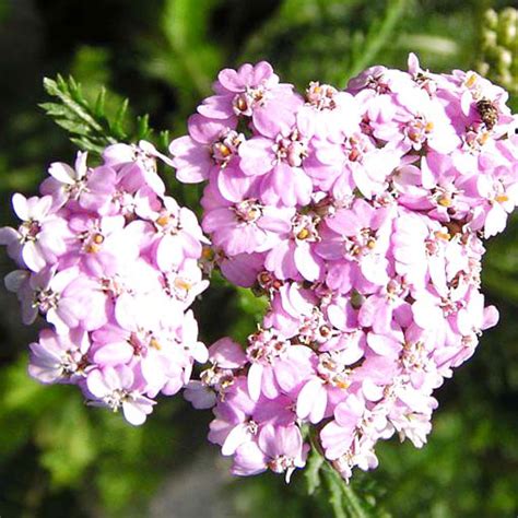 Тысячелистник (Achillea ), садовые цветы