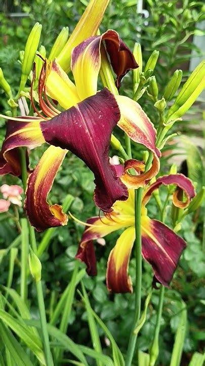 Лилейник-спайдер/паук Вишнëвое солнце #лилейники #цветы #многолетники ...