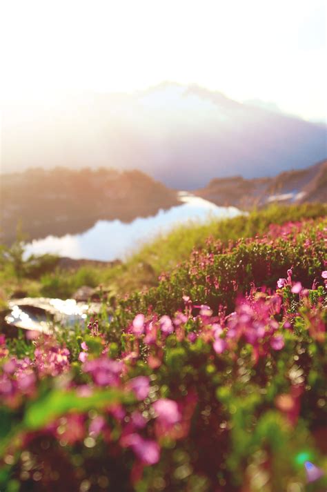 sunrise mountain lake flowers | Marian Camden