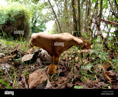 Saffron Milk Cap Mushroom Fotograf As E Im Genes De Alta Resoluci N Alamy