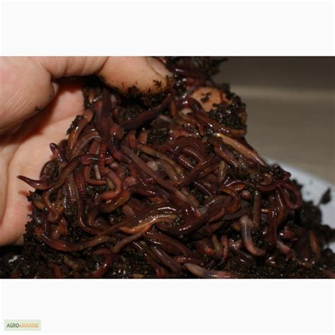 Продам калифорнийский червь, купить калифорнийский червь, Ровенская обл ...
