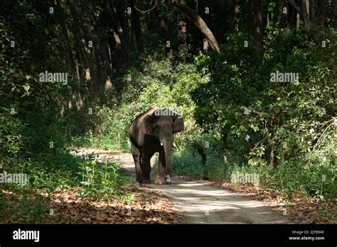 Elephant At Corbett Tiger Reserve Stock Photo Alamy