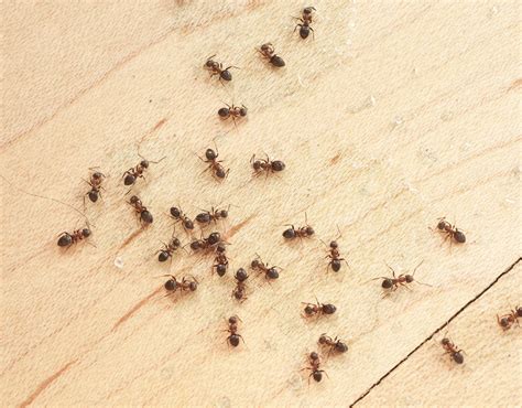 Carpenter Ants Vs Black Ants Picture Identification