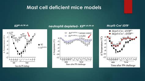 PPT Group 3 Mast Cell Deficient Mice Models PowerPoint Presentation