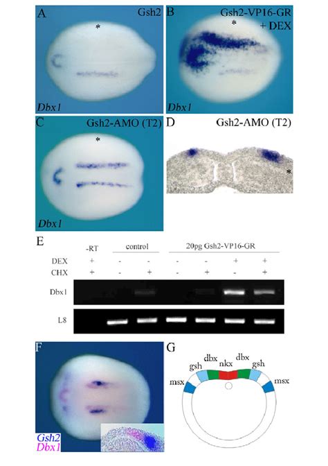 Gsh2 And Dbx1 In The Open Neural Plate A C Wholemount In Situ