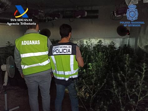 2 Detenidos En Castellón Por El Cultivo Ilegal De Marihuana Con Más De 500 Plantas Intervenidas