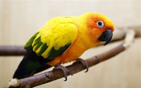 Parakeet Budgie Parrot Bird Tropical Wallpapers Hd Desktop