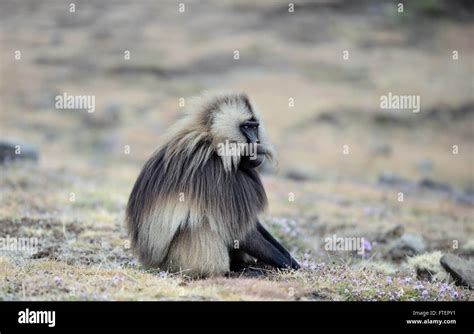 A Male Gelada Baboon Theropithecus Gelada In The Simien Mountains In