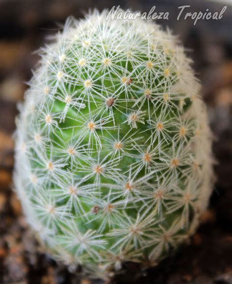 5 cactus del género Mammillaria que debes conocer ahora