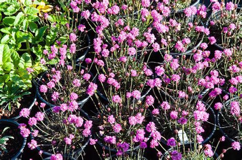 Armeria Maritima Rubrifolia Mostly Natives Nursery