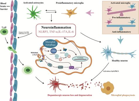 Frontiers The Role Of Microglial Autophagy In Parkinsons Disease