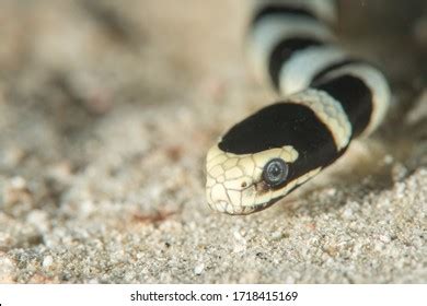 2,850 Coral Reef Snake Sea Snake Images, Stock Photos & Vectors ...