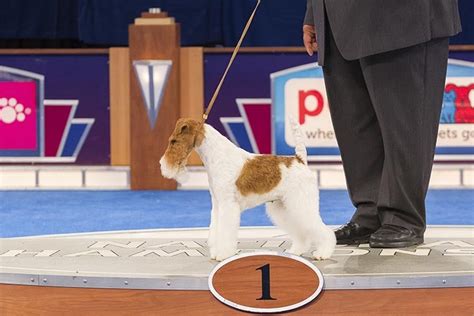 AKC National Championship Winners Through The Years American Kennel Club