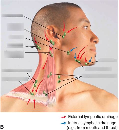 WK 5 Head Neck And Lymphatics Diagram Quizlet