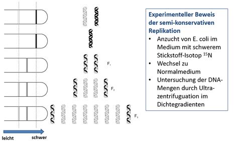 Vorlesung Kohlenhydrate Und Nukleins Uren Flashcards