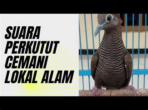 Suara Keras Dan Ngotot Perkutut Cemani Lokal Alam Kol Buntet Youtube