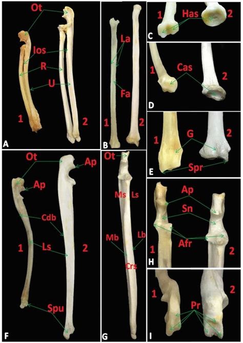 Photomacrographs Of Radius And Ulna Of Rabbit And Cat A