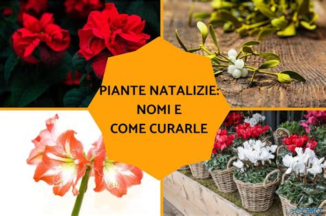 Piante Natalizie Nomi E Come Curarle