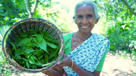 Tribe Grandmothers Collect Gandali Leaves And Cooking And Making Famous