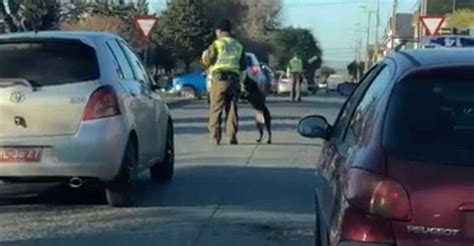 Perro Juega Y Salta Sobre Policía Impidiéndole Dirigir El Tránsito