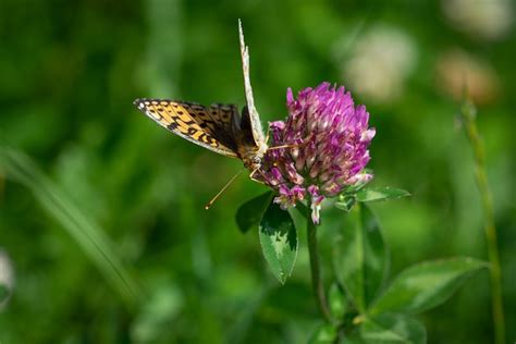 Schmetterling Klee Wiese Kostenloses Foto Auf Pixabay Pixabay