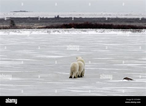 Churchill, Canada, polar bears in the Churchill Wildlife Management ...