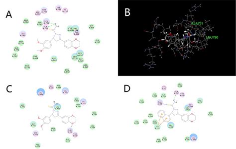 A D Molecular Docking Model Of Compound C With Pp B D Model