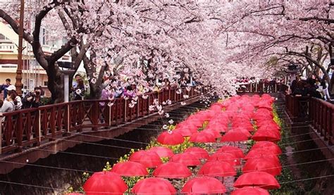 Jinhae Cherry Blossom Festival 2018 One Day Tour from Seoul/Busan ...