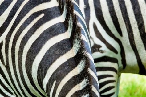 Zebra Close Up Image Taken In Hamm Zoo North Germany Europe Stock