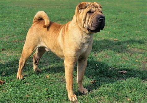 Chinese Shar Pei Dog Breed Information, Images, Characteristics, Health