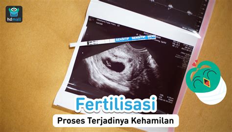 Proses Fertilisasi Hingga Terjadi Kehamilan Hdmall