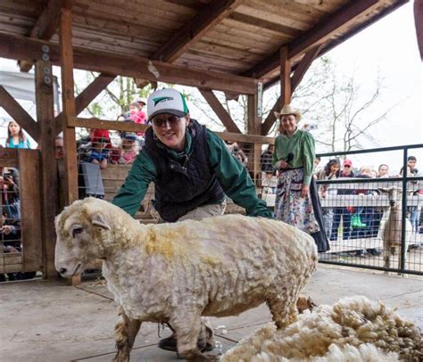 Sheep Shearing Day East Bay Parks