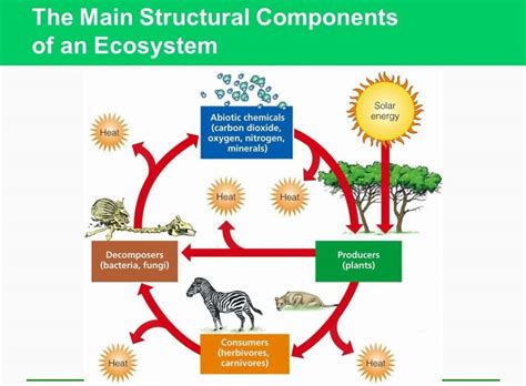 Components Of Ecosystem Diagram Ecosystems Components Do Wor