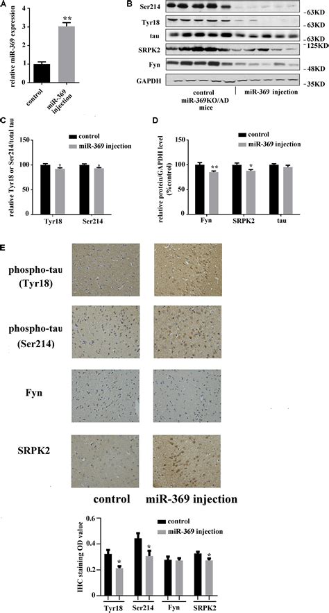 Frontiers Loss Of MiR 369 Promotes Tau Phosphorylation By Targeting