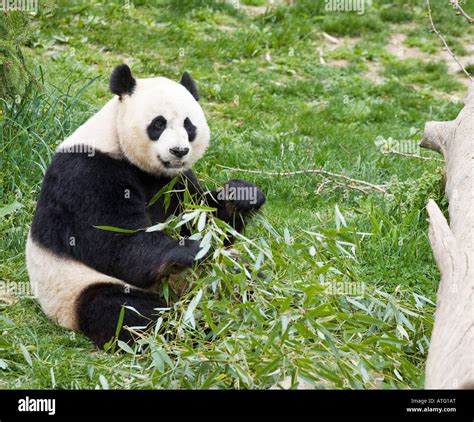 Actualizar 81 Images Oso Panda Bebe Comiendo Bambu Viaterramx