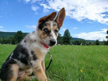 7 Facts That Will Make You Love the Border Collie German Shepherd Mix ...