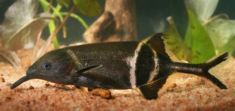 Elephant Nosed Fish Has Funky Eyes Too Live Science