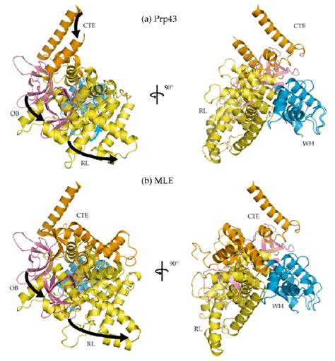 C Terminal Domain Ctd Rotates Upon Binding A Nucleic Acid Substrate