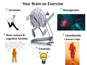 Exercise And Your Brain Revo Lutionrunning