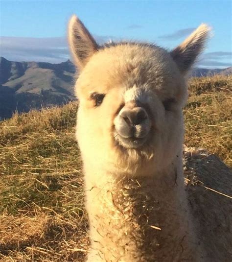 30 Happy Alpacas That Are Sweeter Than Baby Yoda Bright Side