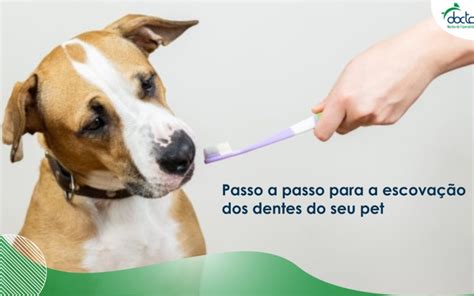 Passo A Passo Para A Escovação Dos Dentes Do Seu Pet Doctor Vet