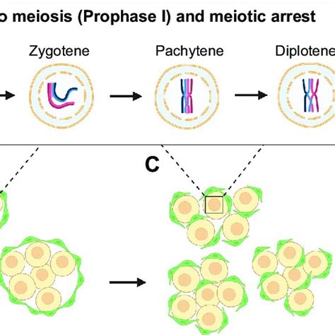 Formation Of Primordial Follicles Primordial Germ Cells Pgcs Migrate